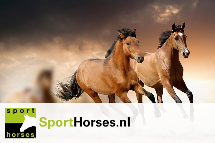 Koppeling tussen Sporthorses.nl, Sporthorses.tv en YouTube